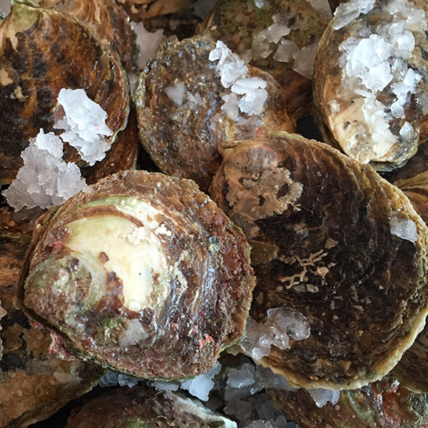 Bluff Oyster Season in Central Auckland Heart of the City