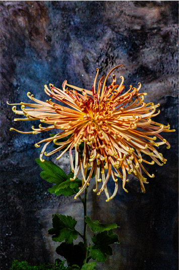 NZ Festival of Photography 2024 - Kiku Kabuki - Jenna Eriksen