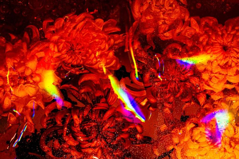 NZ Festival of Photography 2024 - Kowhai Residency - 菊火山 “Kiku Kazan” Flower Volcano, Jenna Eriksen