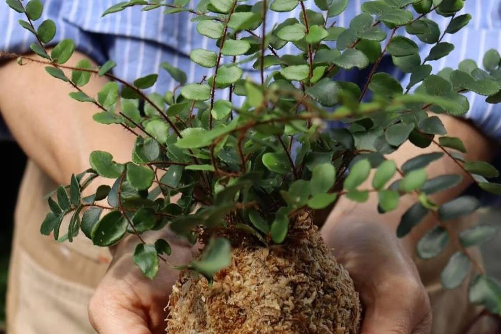 Kokedama workshop at Wonder Journal