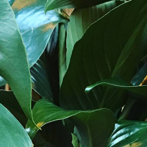 City Jungle