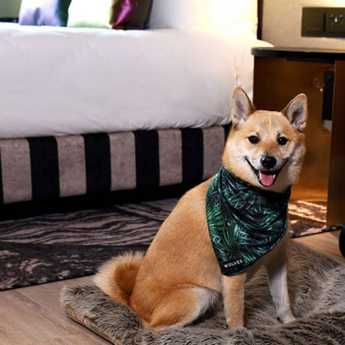 Fur-friendly stays at the QT