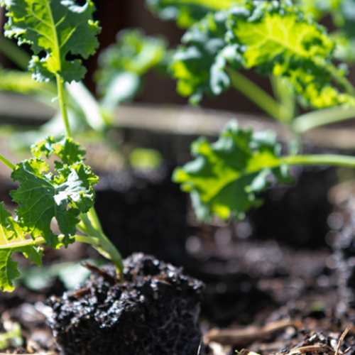 Daldy Street Community Garden