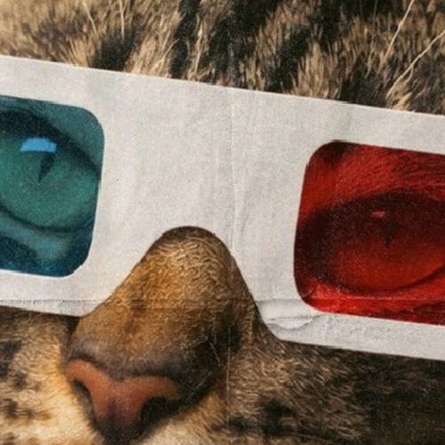 CatVideo Fest 2026