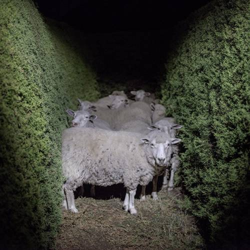 Alejandro Chaskielberg - Laberinto