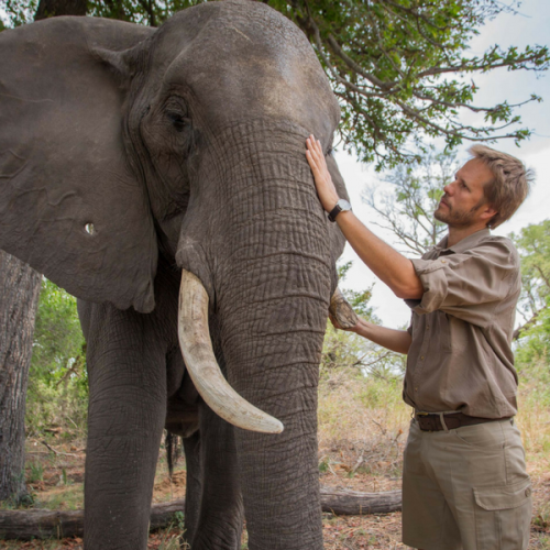 Naledi - A Baby Elephant's Tail