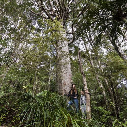Kauri Dieback Photography Project Exhibition