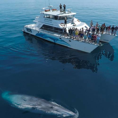 Conservation Week Open Mornings with Dolphin Explorer