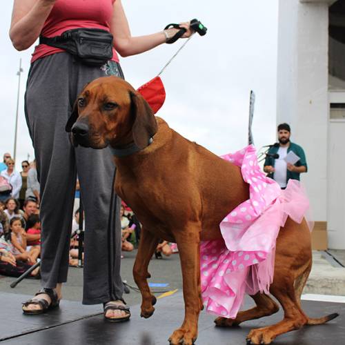 Dog Day Afternoon at Silo Park