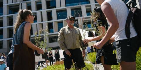 Britomart native trees