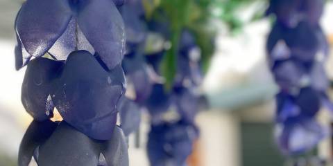 Wisteria Lane
