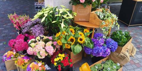 Freyberg Place City Centre Market 