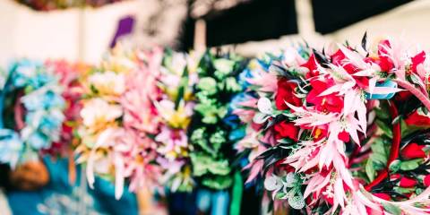 The Pasifika Festival 