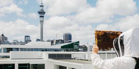 Rooftop bees 