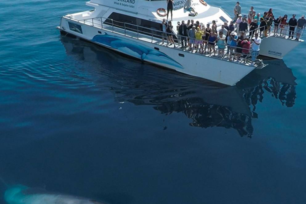 Conservation Week Open Mornings with Dolphin Explorer