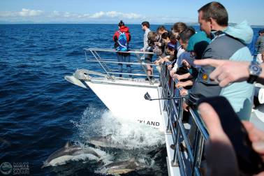 People whale watching