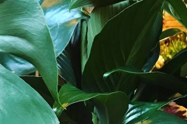 City Jungle