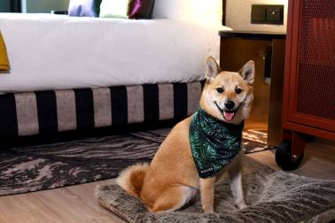 Fur-friendly stays at the QT