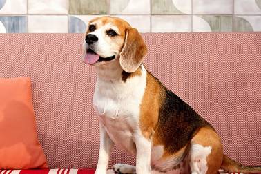 Dog Hotel Indigo