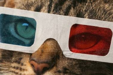 CatVideo Fest 2026