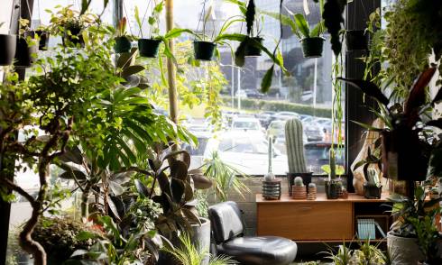 Plants inside shop