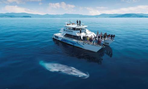 Ferry in the ocean with whale