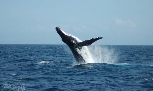 Whale in the sea