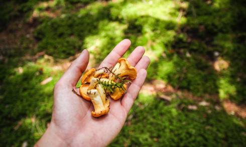 Foraged