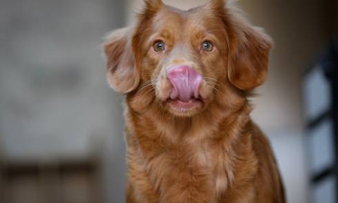 Top Dog Film Festival