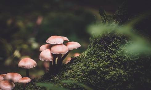 Mushrooms