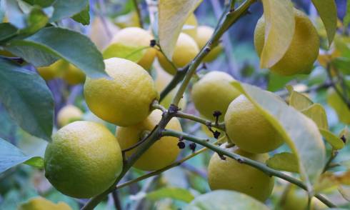 Lemons