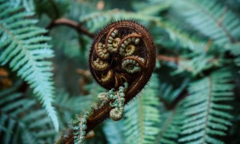 Koru