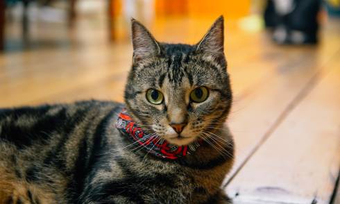 BaristaCats Café