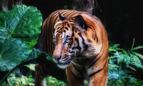 Tiger unsplash 