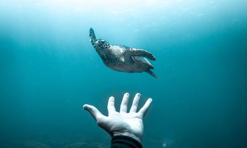 Ocean Film Fest