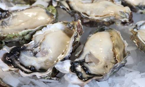 Oysters 