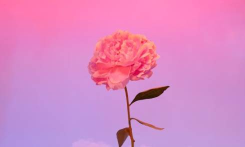 no credit(cropped).jpg 
