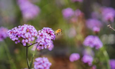SkyCity Summer Garden