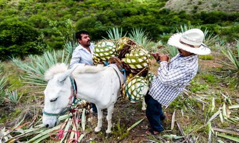 Ghost-Donkey-Mezcal-Week_0.jpg