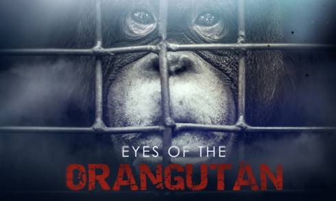 Eyes of the Orangutan 