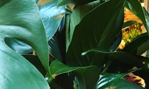 City Jungle