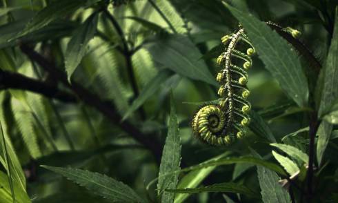 silver fern
