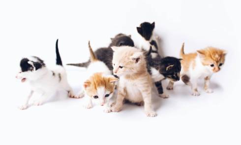 Gutter Kitties