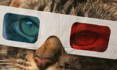 CatVideo Fest 2026