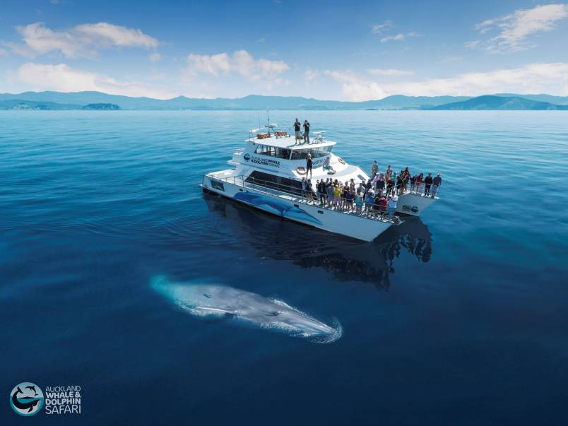 Ferry in the ocean with whale