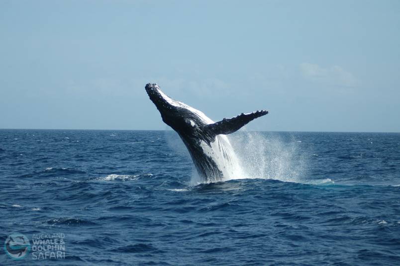 Whale in the sea