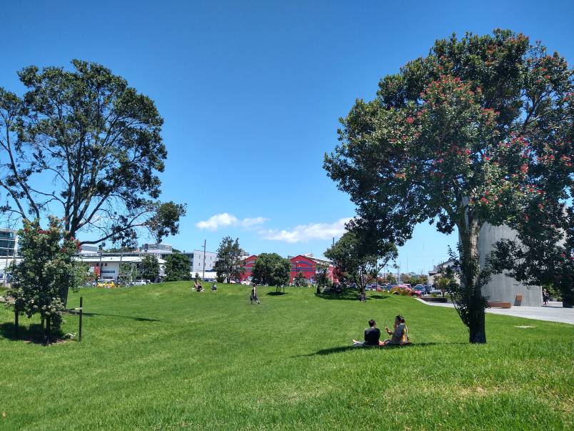 Amey Daldy Park, a grassy green park with pohutukawa trees and people sitting on the ground eating lunch.