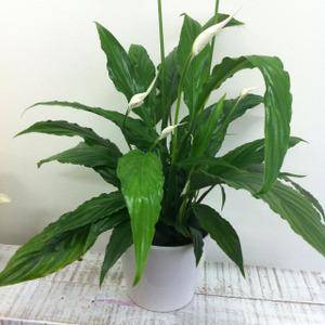 Peace Lily plant - victoria park flowers