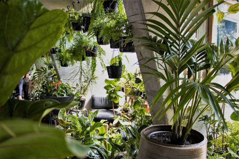 Plants 