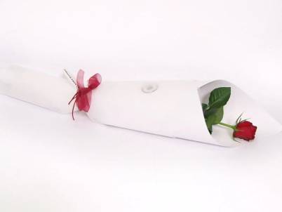 Rose-roma-blooms